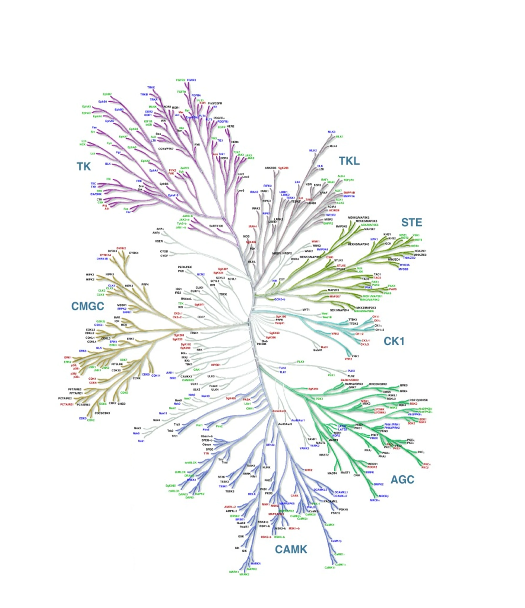 Target: Casein kinase 1 (CK1)